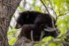BROOK JONES / FREE PRESS FILES
                                A black bear hangs in an oak tree in Winnipeg&rsquo;s Wildwood neighourhood May 21.