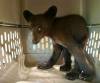 SUPPLIED
                                One of three cubs recuperating at the Black Bear Rescue Manitoba facility near Stonewall after a poacher shot their mother and left her to die near Durban, about 10 kilometres southwest of Swan River, last Friday.
