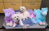 SUPPLIED
                                Kendra Rein tried &mdash; and failed &mdash; to be a foster parent to Leo (left) and Ellie. Instead, the dogs melted her heart and are staying with her permanently.