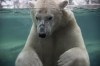 Polar bear Baffin is shown in this undated handout photo. The results of a necropsy are expected to be announced July 23 after the death of a polar bear in Calgary. The Wilder Institute and the Calgary Zoo says seven-year-old Baffin did not resurface from a pool after playing with another polar bear on July 19. THE CANADIAN PRESS/HO - Wilder Institute/Calgary Zoo