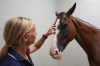 Stephanie Simpson, groom for U.S. Olympic Eventing Team member Boyd Martin, scratches Fedarman B in a horse holding pen at The Ark at John F. Kennedy International Airport in New York, Wednesday, July 17, 2024. (AP Photo/Pamela Smith)