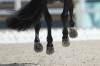 Horse Glamourdale in action ridden by Britain's Charlotte Fry during the dressage Individual Grand Prix Freestyle at the 2024 Summer Olympics, Sunday, Aug. 4, 2024, in Versailles, France. (AP Photo/Mosa'ab Elshamy)