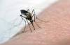 (File)
                                A University of Manitoba researcher is testing new technology to control disease-carrying mosquito populations without harming other insects and the surrounding environment.