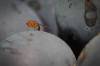 A spotted-wing drosophila (Drosophila suzukii) sits on a grape of wine type Portuguese in the vineyard of family Mohr in Bensheim an der Bergstrasse, Germany, Sept. 10, 2014. Wine growers are worried about the fly. Some red wine grapes will have to be harvested earlier because of the fly according to the German Wine Institute. (AP Photo/dpa/ Fredrik von Erichsen)