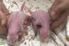 In this photo released and taken on Aug. 15, 2024 by Ocean Park Hong Kong, a photo of twin panda babies, female at left and male at right, at Ocean Park Hong Kong marking the first-ever locally born panda cubs. (Ocean Park Hong Kong via AP)