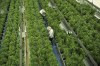 Staff work in a marijuana grow room that can be viewed by at the new visitors centre at Canopy Growth facility in Smiths Falls, Ontario on Thursday, Aug. 23, 2018. Canopy Growth Corp. says chief executive David Klein is retiring next year. THE CANADIAN PRESS/Sean Kilpatrick