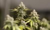 FILE - Marijuana buds ready for harvest are seen at AT-CPC of Ohio, Jan. 28, 2019, in Akron, Ohio. (AP Photo/Tony Dejak, File)
