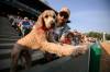 Mike Sudoma/Free Press Silas and Randy (right) take in Saturday nights Goldeyes game during the annual Bark at the Park event August 17, 2024