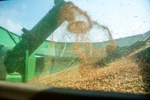 NIC ADAM / FREE PRESS
                                Farmer Larry Goossen&rsquo;s combine fills a bin with grain at the growing project&rsquo;s field outside Landmark, MB., Tuesday.
