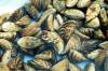 (The Canadian Press / The Associated Press files / US Geological Survey)
                                Conservation officers stopped 451 vehicles at the Manitoba-Ontario border last weekend to help curb the spread of zebra mussels.