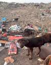 Nicole Sellers photo
                                Photos and videos from Sandy Bay show animals from the out-of-control dog population appearing injured or dead, some bullet-ridden.
