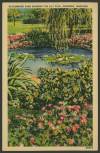 martin berman postcard collection
                                The lily pool at Elmwood Park (a.k.a. Roxy Park) graces a postcard from the 1940s.