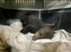 BLACK BEAR RESCUE MANITOBA (FACEBOOK)
                                Sayen, a black bear cub that was rescued from the wildfire northeast of Lac du Bonnet, rests in a pet carrier on Friday.