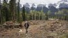 Cliff White, former Parks Canada vegetation specialist, walks his dog, Farley, through a newly constructed firebreak near Canmore, Alta., Thursday, May 15, 2025.THE CANADIAN PRESS/Jeff McIntosh