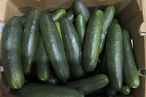 FILE - This undated photo provided by the U.S. Food and Drug Administration shows cucumbers recalled for salmonella. (U.S. Food and Drug Administration via AP)