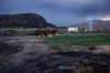 Horses that survived a wildfire stand outside a neighbouring home to feed after numerous homes were destroyed by fire on the Ashcroft First Nation, near Ashcroft, B.C., Sunday July 9, 2017. THE CANADIAN PRESS/Darryl Dyck