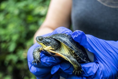 A Blanding's turtle is shown in this undated handout photo provided by the Toronto Zoo. THE CANADIAN PRESS/HO-Toronto Zoo*MANDATORY CREDIT*