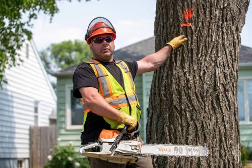 BROOK JONES/FREE PRESS
                                Urban Foresty worker Trevor Viznaugh, 42, points to an elm tree that has been tagged for removal, as the City of Winnipeg&rsquo;s Urban Forestry Branch removes American elm trees along Downing Street in an effort to fight Dutch elm disease.