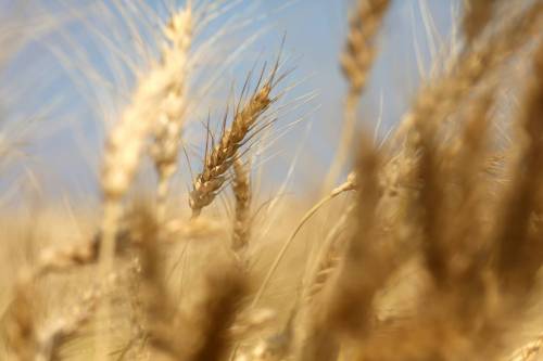 Adaptability key in climate change crop fight