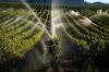 Jeff McIntosh / The Canadian Press
                                Sprinklers water grapes vines in the Okanagan Valley&rsquo;s wine country. The region&rsquo;s tourism has taken a hit.