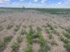 Red lentils are shown growing in a dry field on June 29, 2025, on Quinton Jacksteit's farm near Golden Prairie in southwest Saskatchewan. THE CANADIAN PRESS/Handout - Quinton Jacksteit (Mandatory Credit)