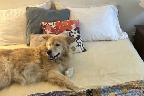 Thomas, a golden retriever mix, lies on a bed in Westchester County, New York, on July 7, 2024. (Lloyd Green via AP)