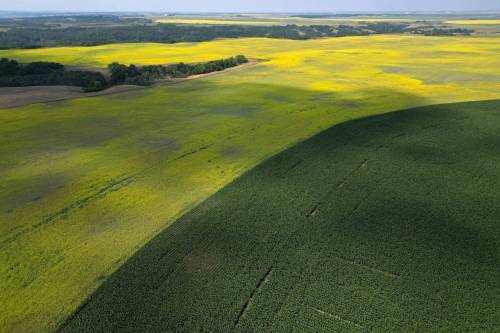 Tim Smith/The Brandon Sun Files
                                Canola and corn grow south of Rivers on Tuesday. Canola oil and meal have been slapped with massive import tariffs by the Chinese government, leading to a downturn in trade.