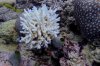 Minor bleaching is seen to a Acropora colony at Lagoon Reef at the northern Great Barrier Reef in far North Queensland, Australia, Dec. 18, 2024. (Australian Institute of Marine Science via AP)