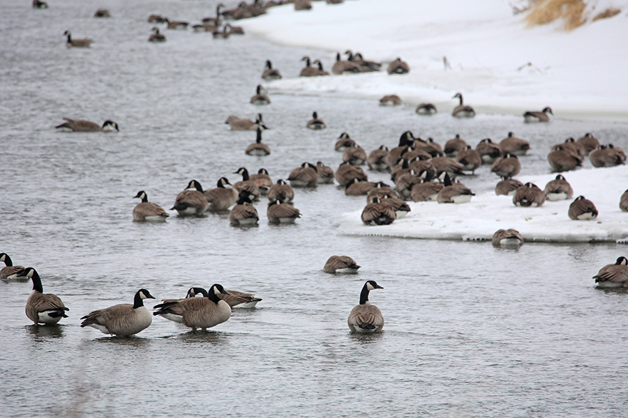Hundreds of Canada geese shelter in the frigid waters of the Little Saskatchewan River in Minnedosa on Friday afternoon following a snow storm that dropped several centimetres of snow on the western Manitoba town.