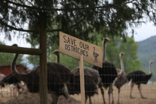 A sign calling for the protection of ostriches at the Universal Ostrich Farms is displayed at the farm in Edgewood, B.C., on Saturday, May 17, 2025. THE CANADIAN PRESS/Aaron Hemens