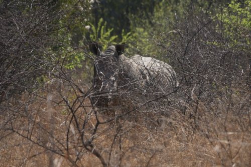 A rhino is seen at the Dinokeng Game Reserve near Hammanskraal, South Africa, Thursday, Sept. 18, 2025. (AP Photo/Alfonso Nqunjana)