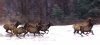 A group of elk run after being released Tuesday, Dec. 19, 2000, at the Royal Blue Wildlife Reserve near Caryville, Tenn. (AP Photo/Wade Payne)