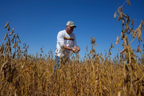 Brian Warpup inspects one of his soybean fields in Warren, Ind., Thursday, Sept. 11, 2025. (AP Photo/Michael Conroy)