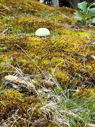 Russell Wangersky/Free Press
                                Sea urchin shell on moss, Bear Cove, Conception Bay North, N.L.