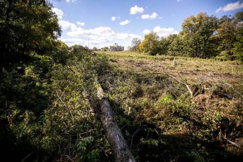 MIKAELA MACKENZIE / FREE PRESS
                                Piles of trees were found cut down in the Lemay Forest before the Manitoba government announced it would expropriate the land for a provincial park.