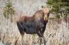 Tim Smith / The Brandon Sun files
                                Chief Heidi Cook said Misipawistik Cree Nation was surprised to learn in May that the province issued 136 licences and 68 tags for bull moose for three areas in the territory.