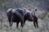 Jonathan Hayward / THE CANADIAN PRESS FILES
                                Manitoba Conservation&rsquo;s 2023 aerial survey indicated &ldquo;significantly declining moose populations&rdquo; in game-hunting areas in western Manitoba.