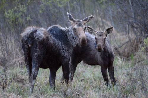 Jonathan Hayward / THE CANADIAN PRESS FILES
                                Manitoba Conservation&rsquo;s 2023 aerial survey indicated &ldquo;significantly declining moose populations&rdquo; in game-hunting areas in western Manitoba.