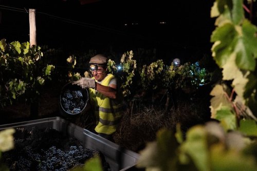 Foreman Vitor Lucas unloads a bucket of wine grapes on a tractor during a night harvest at the Herdade da Fonte Santa vineyard near Vimieiro, Portugal, Wednesday, Sept. 17, 2025. (AP Photo/Ana Brigida)