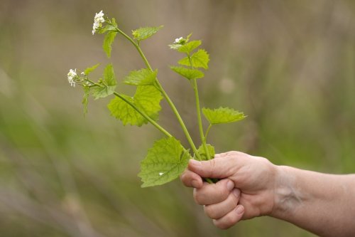 Iris Weaver holds garlic mustard picked in a field during a class on foraging, May 8, 2025, in Wenham, Mass. (AP Photo/Robert F. Bukaty)