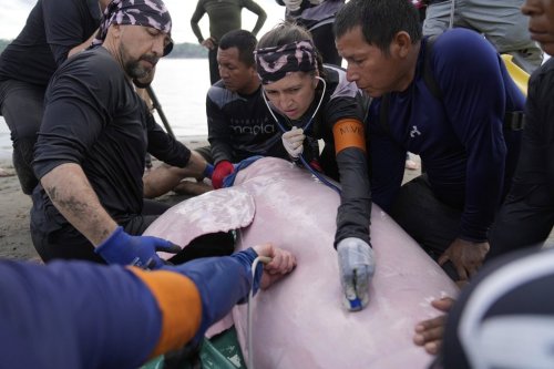 Scientists and veterinarians examine a pink river dolphin in Puerto Narino, Colombia, Sunday, Sept. 7, 2025. (AP Photo/Fernando Vergara)
