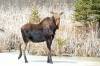 TIM SMITH / THE BRANDON SUN FILES
                                Full data from a 2025 moose survey is still being analyzed by natural resource officials.