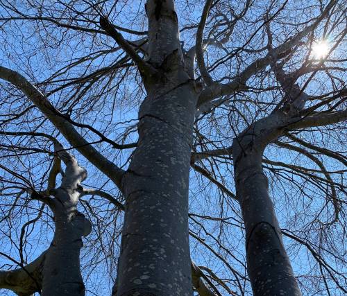 Pam Frampton photo
                                Like old trees that have become intertwined, the columnist&rsquo;s mother and her new best friend support each other.