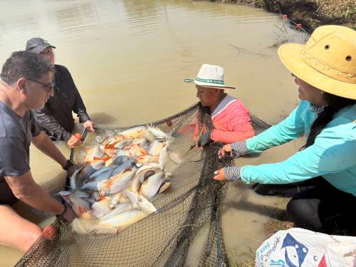 Local leader Antonia Olpo (centre), along with aquaculture expert Álvaro Céspedes and fish farmer Marisabel Avendaño, helps pull in a catch from Avendaño’s pond. (Melissa Martin / Free Press)