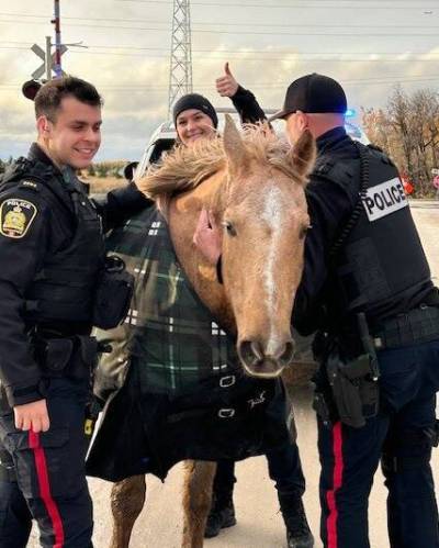 FACEBOOK
                                A post on the Winnipeg Police Service Facebook page says two horses were spotted trotting riderless along Wilkes Avenue at about 8:30 Tuesday morning. Officers, some neighbours and the animals&rsquo; owners were eventually able to rein in the escapees and lead them back home.