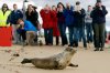FILE - A male harp seal makes his way down the sands of Blue Shutters Beach in Charlestown, R.I., after being release by Mystic Aquarium's Marine Animal Rescue Team on April 23, 2015. (Sean D. Elliot/The Day via AP, File)
