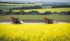 Statistics Canada says wholesale sales excluding petroleum, petroleum products, and other hydrocarbons and excluding oilseed and grain rose 0.8 per cent to $82.3 billion in September. Pumpjacks draw out oil and gas from wellheads surrounded by canola fields near Cremona, Alta., Monday, July 15, 2024. THE CANADIAN PRESS/Jeff McIntosh