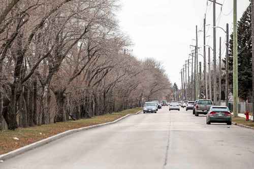MIKAELA MACKENZIE / FREE PRESS

Siberian elms along Selkirk Avenue between Keewatin and Railway streets, which Manitoba Hydro plans to cut down due to  their proximity to the power lines.