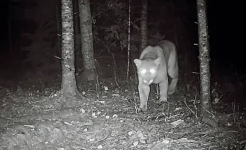 Dannyboy_Wildlife
                                A cougar &mdash; caught by a trail camera &mdash; prowls in the Whiteshell Provincial Park on Oct 28 at 4:50 a.m.