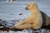 Clive Jackson/File
                                A polar bear near Churchill. Polar bears can&rsquo;t speak for themselves, but Canadians can advocate for a conservation area on their behalf.